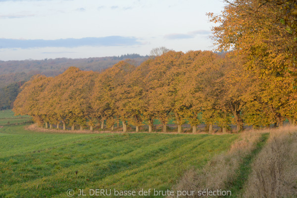 paysage automne